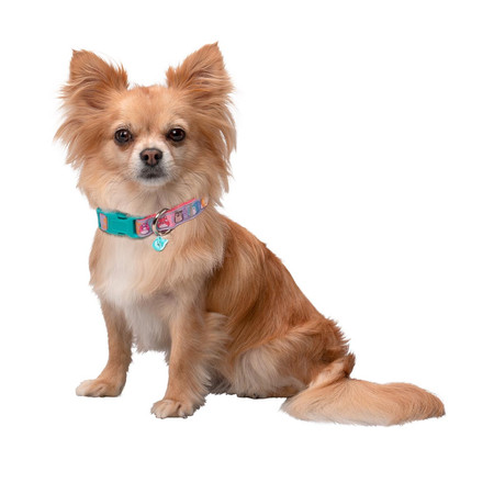 JAZWARES PETS Obroża Dla Psa, akcesoria dla zwierząt, rozmiar M